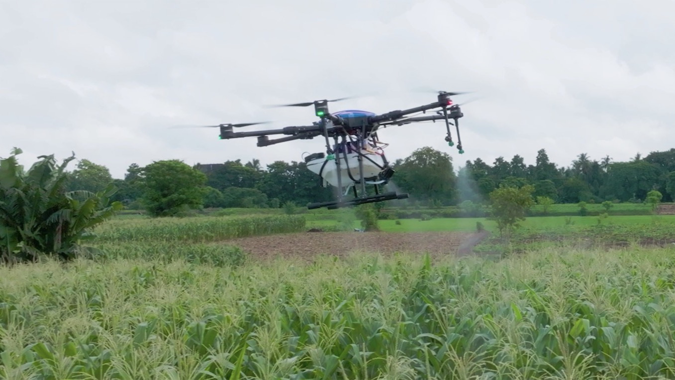 The drone spraying a maize field